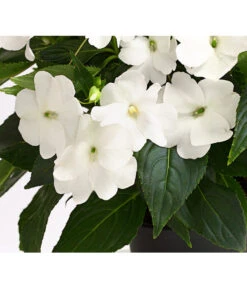 Beet- & Balkonpflanzen-Set Schattenbeet, 6-teilig -Ubbink Verkäufe 8814634 WE DE 004 EdellieschenImpatiensNeuguineaT12DehnerExpressHerzig