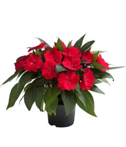 Beet- & Balkonpflanzen-Set Schattenbeet, 6-teilig -Ubbink Verkäufe 8814634 WE FS 003 EdellieschenImpatiensNeuguineaT12DehnerExpressHerzig