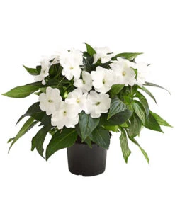 Beet- & Balkonpflanzen-Set Schattenbeet, 6-teilig -Ubbink Verkäufe 8814634 WE FS 004 EdellieschenImpatiensNeuguineaT12DehnerExpressHerzig