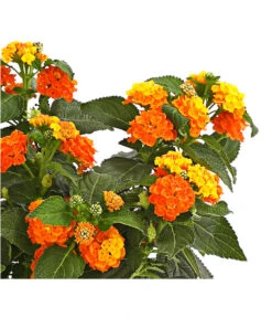 Wandelröschen -Ubbink Verkäufe 8815292 PR de 001 WandelroeschenLantanaCamaraT12DehnerExpressHerzig