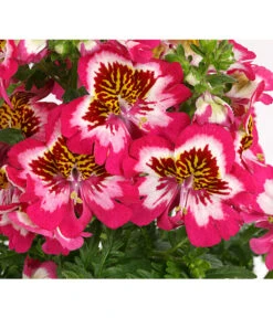 Bauernorchidee -Ubbink Verkäufe 8815367 PR DE 001 SchizanthusT12DehnerExpressHerzig