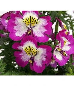 Bauernorchidee -Ubbink Verkäufe 8815367 PR DE 002 SchizanthusT12DehnerExpressHerzig