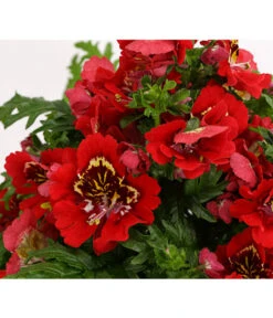 Bauernorchidee -Ubbink Verkäufe 8815367 PR DE 003 SchizanthusT12DehnerExpressHerzig