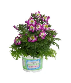 Bauernorchidee -Ubbink Verkäufe 8815367 PR FS 002 SchizanthusT12DehnerExpressHerzig