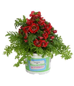 Bauernorchidee -Ubbink Verkäufe 8815367 PR FS 003 SchizanthusT12DehnerExpressHerzig