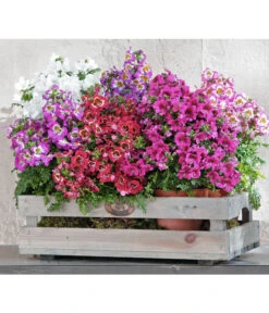 Bauernorchidee -Ubbink Verkäufe 8815367 PR MO 002 SchizanthusT12BL18NEUUveSauer