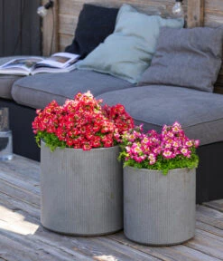 Bauernorchidee -Ubbink Verkäufe 8815367 WE MO 001 Bauernorchidee