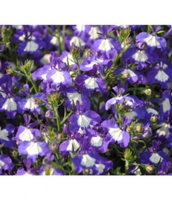 Männertreu 'Blue Eye' -Ubbink Verkäufe 8815649 WE DE 002LobeliaErinusBlueEyeJPR2012StefanGloede