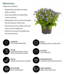 Männertreu 'Blue Eye' -Ubbink Verkäufe 8815649 WE IG 001 Maennertreu