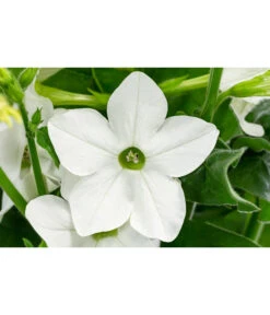 Ziertabak, Verschiedene Farben -Ubbink Verkäufe 8815870 WE DE 001 Nicotiana SanderaeT12