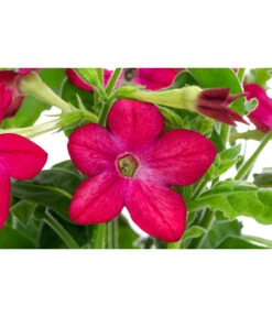 Ziertabak, Verschiedene Farben -Ubbink Verkäufe 8815870 WE DE 002 NicotianaSanderaeT12