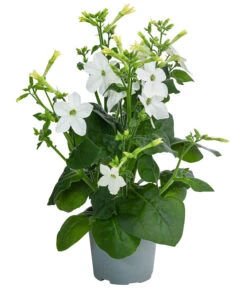 Ziertabak, Verschiedene Farben -Ubbink Verkäufe 8815870 WE FS 004 NicotianaSanderaeT12