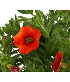 Minihängepetunie, Orange -Ubbink Verkäufe 8816837 PR DE 001 CalibrachoaMinihaengepetunieOrangeDehnerExpressHerzig