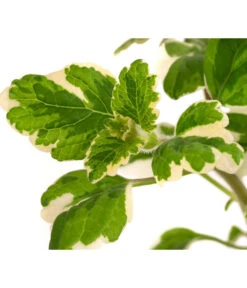 Weihrauch -Ubbink Verkäufe 8817157 WE DE 002 WeihrauchT11