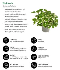 Weihrauch -Ubbink Verkäufe 8817157 WE IG 001 Weihrauch