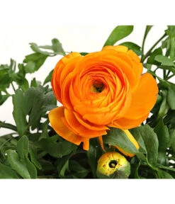 Beet- & Balkonpflanzen-Set Oranger Frühling, 6-teilig -Ubbink Verkäufe 8817355 PR DE 003 RanunkelnT11DehnerExpressHerzig