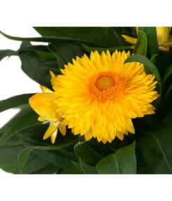 XXL Strohblume -Ubbink Verkäufe 8819765 WE DE 002 Strohblume