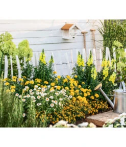 XXL Strohblume -Ubbink Verkäufe 8819765 WE MO 004 StrohblumeT12