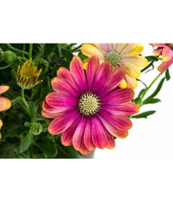 Kapkörbchen Im Pottburri®-Topf, Verschiedene Sorten 11 Kapkörbchen Im Pottburri®-Topf, Verschiedene Sorten -Ubbink Verkäufe 8820763 WE DE 001 KapkoerbchenMixT13