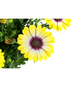 Kapkörbchen Im Pottburri®-Topf, Verschiedene Sorten 12 Kapkörbchen Im Pottburri®-Topf, Verschiedene Sorten -Ubbink Verkäufe 8820763 WE DE 002 KapkoerbchenMixT13