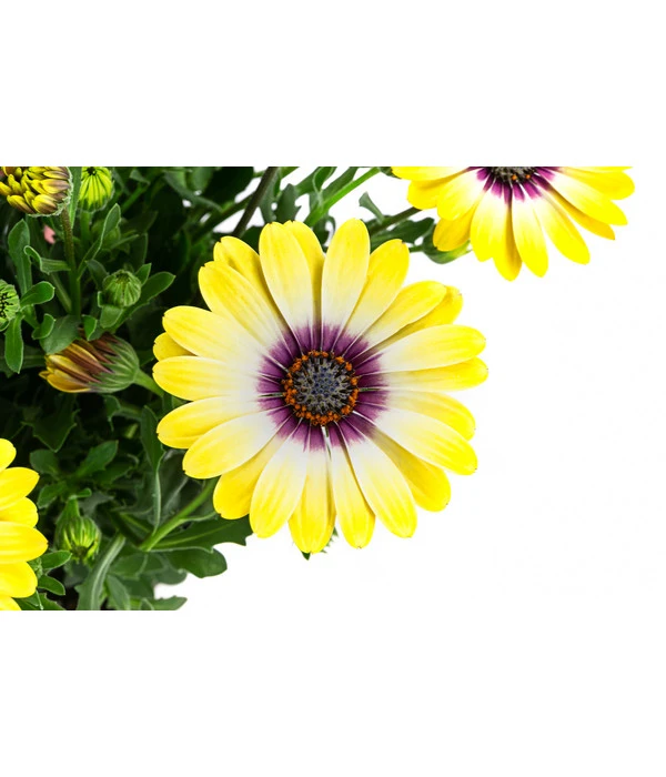 Kapkörbchen Im Pottburri®-Topf, Verschiedene Sorten 7 Kapkörbchen Im Pottburri®-Topf, Verschiedene Sorten – Bild 5