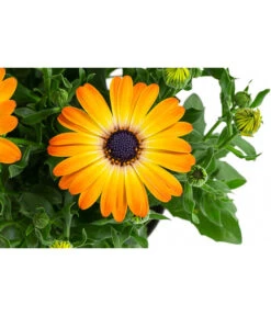 Kapkörbchen Im Pottburri®-Topf, Verschiedene Sorten 13 Kapkörbchen Im Pottburri®-Topf, Verschiedene Sorten -Ubbink Verkäufe 8820763 WE DE 003 KapkoerbchenMixT13