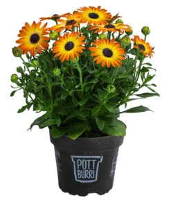 Kapkörbchen Im Pottburri®-Topf, Verschiedene Sorten 10 Kapkörbchen Im Pottburri®-Topf, Verschiedene Sorten -Ubbink Verkäufe 8820763 WE FS 003 KapkoerbchenMixT13