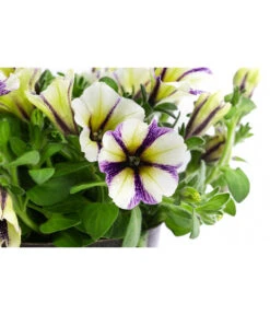 Petunie Im Pottburri®-Topf, Verschiedene Sorten -Ubbink Verkäufe 8820789 WE DE 003 PetunieT13