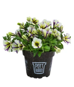 Petunie Im Pottburri®-Topf, Verschiedene Sorten -Ubbink Verkäufe 8820789 WE FS 003 PetunieT13