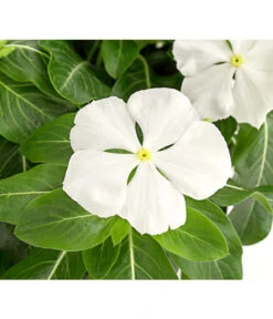 Catharanthe, Verschiedene Sorten -Ubbink Verkäufe 8821837 PR DE 001 CatharanthusT12DehnerExpressHerzig