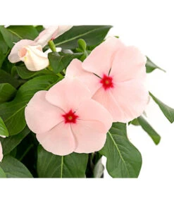 Catharanthe, Verschiedene Sorten -Ubbink Verkäufe 8821837 PR DE 003 CatharanthusT12DehnerExpressHerzig