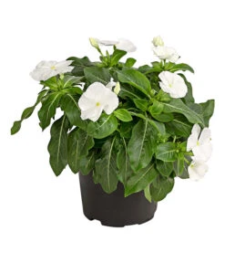 Catharanthe, Verschiedene Sorten -Ubbink Verkäufe 8821837 PR FS 001 CatharanthusT12DehnerExpressHerzig