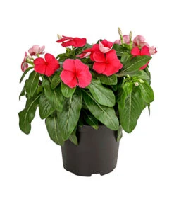 Catharanthe, Verschiedene Sorten -Ubbink Verkäufe 8821837 PR FS 002 CatharanthusT12DehnerExpressHerzig