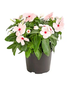 Catharanthe, Verschiedene Sorten -Ubbink Verkäufe 8821837 PR FS 003 CatharanthusT12DehnerExpressHerzig