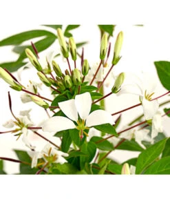 Ubbink Verkäufe -Ubbink Verkäufe 8821928 PR DE 001 CleomeSpinosaSpinnenpflanzeWeissDehnerExpressHerzig