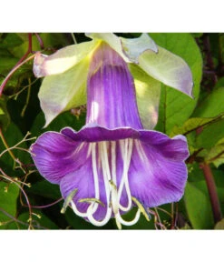 Glockenrebe -Ubbink Verkäufe 8821969 DE 001 CobaeaScandensPixabay