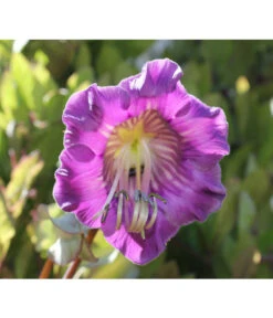 Glockenrebe -Ubbink Verkäufe 8821969 DE 002 CobaeaScandensPixabay