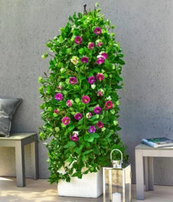 Glockenrebe -Ubbink Verkäufe 8821969 WE MO 003 GlockenrebeCobaeaScandensT13