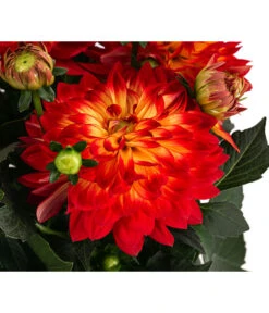 Dahlie, Verschiedene Farben -Ubbink Verkäufe 8822488 WE DE 001 DahlieT19