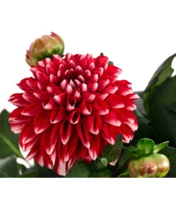 Dahlie, Verschiedene Farben -Ubbink Verkäufe 8822488 WE DE 006 DahlieT19