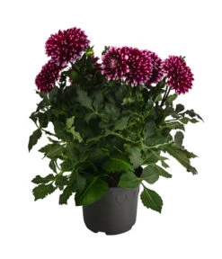 Dahlie, Verschiedene Farben -Ubbink Verkäufe 8822488 WE FS 005 DahlieT19