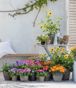 Bauernorchidee -Ubbink Verkäufe 8823122 WE MO 001 HelianthusT14