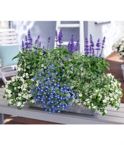 Männertreu 'Blue Eye' -Ubbink Verkäufe 8823155 8809592 8826190 8815649 PR MO 001 SalviaBacopaSuteraLobeliaEuphorbiaBalkonkastenRenner