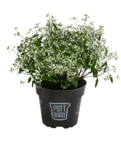 Zauberschnee 'Diamond Frost' Im Pottburri®-Topf