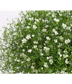 Mauer-Schleierkraut -Ubbink Verkäufe 8824047 WE DE 001 GypsophyllaSchleierkrautT13 DehnerExpressHerzig