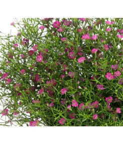 Mauer-Schleierkraut -Ubbink Verkäufe 8824047 WE DE 002 GypsophyllaSchleierkrautT13 DehnerExpressHerzig