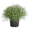 Mauer-Schleierkraut -Ubbink Verkäufe 8824047 WE FS 001 GypsophyllaSchleierkrautT13 DehnerExpressHerzig