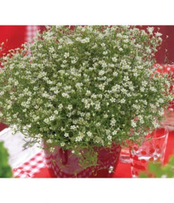 Mauer-Schleierkraut -Ubbink Verkäufe 8824047 WE MO 001 GypsophilaMuralisFleurWhiteFlorensis