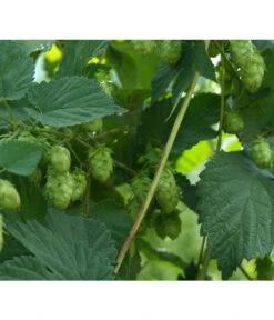 Echter Hopfen -Ubbink Verkäufe 8824245 WE DE 001 HumulusLupulusHopfenPixabay