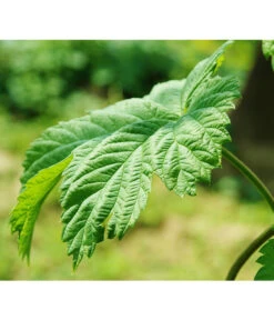 Echter Hopfen -Ubbink Verkäufe 8824245 WE DE 003 HumulusLupulusHopfenPixabay